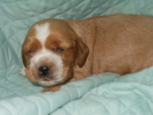 newborn
